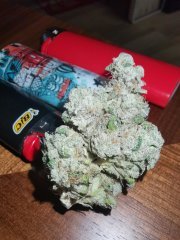 Frosted Sherb Tree