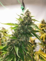 White Widow IBL