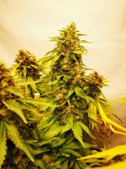 White Widow IBL