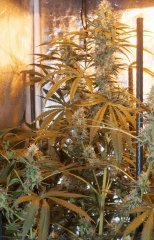 Strawberry Amnesia FLO+45