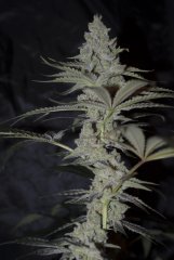 Banana Sorbet FLO+45