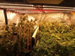 a_moitie_scrog.jpg