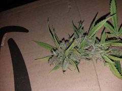 bud.jpg