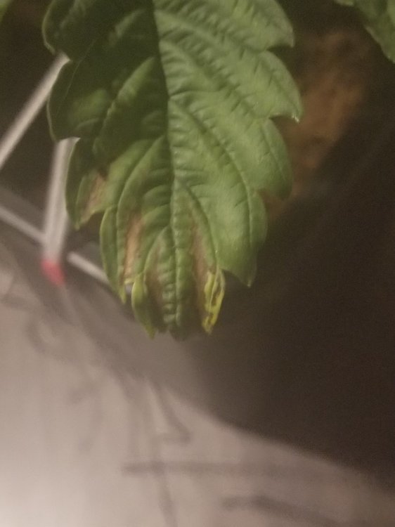 20191009_203646.jpg