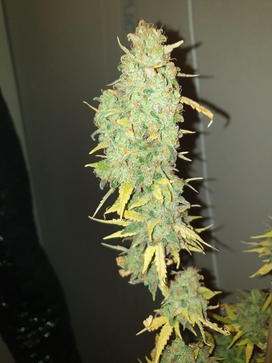 20191024_191617-min.jpg