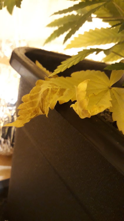 20191026_190704.jpg