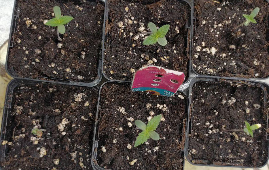 6pot.jpg.9f77043f5d7a3ca01343a99aca1c3b2a.jpg
