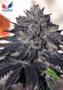 Gordo master kush