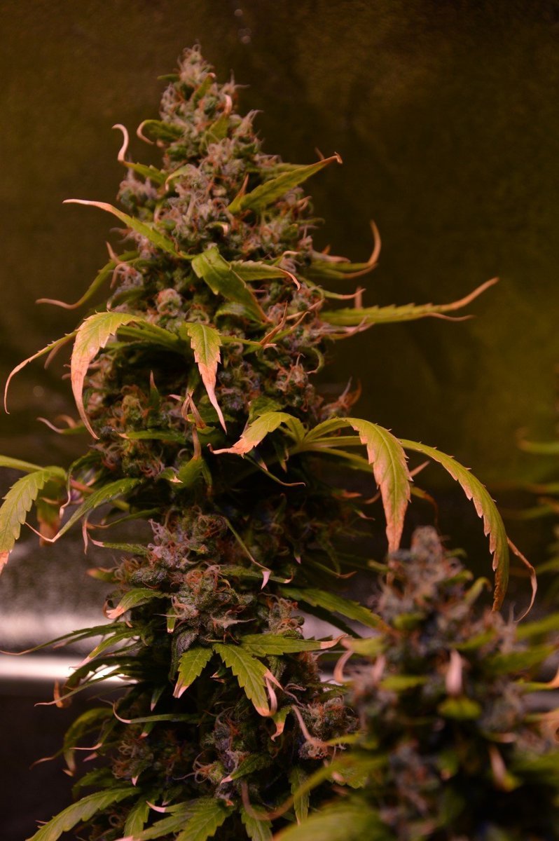 large.142835856_JackHerer3.JPG.2da0287217d6b8474861fc6940bff454.JPG