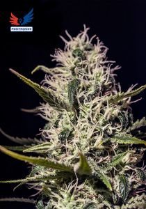One love haze