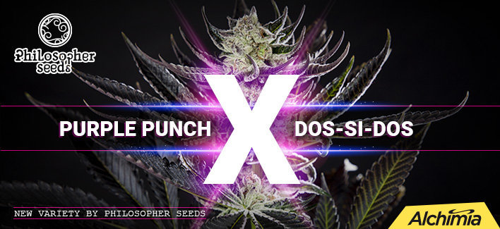 purple-punch-x-dos-si-dos-philo-1112.jpg