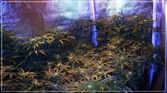 FLO+20 vue droite +.jpg