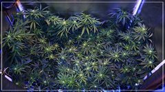 FLO+20 vue dessus 2 +.jpg