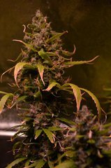 Jack Herer 3.JPG