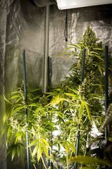 Strawberry Amnesia FLO+70