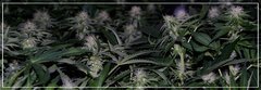 FLO+30 Tangie Ghost Train +.jpg