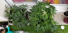 20180601_095414.jpg