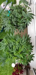 20180601_140147.jpg