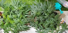 20180601_140734.jpg