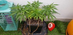 20180723_102335.jpg