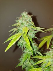 White OG 1