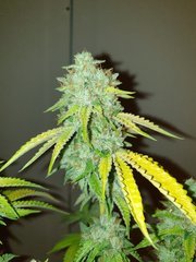 White OG 2