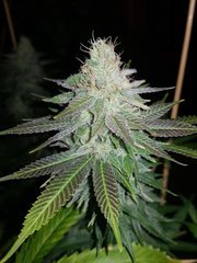 Jilly Bean 12/12 +43