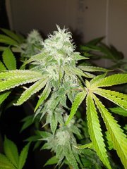 Weeding Cake x Wattermelon Zkittles
