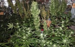 Jungles +71 flo et +7 flo
