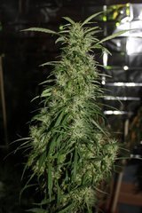 AMG double bud xxl +71 flo