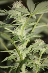 Critical+ +65 cro/+15str/+10flo