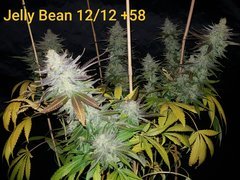 Jelly Bean A