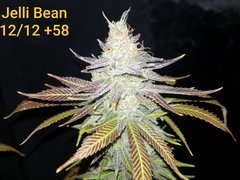 Jelly Bean C