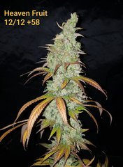 Heaven Fruit B