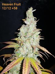 Heaven Fruit C