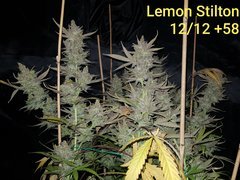 Lemon Stilton #6 A