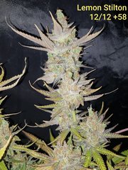 Lemon Stilton #6 B