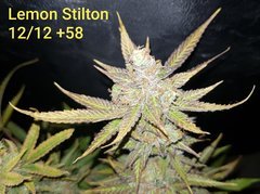 Lemon Stilton #6 C