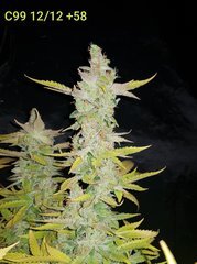 C99 B