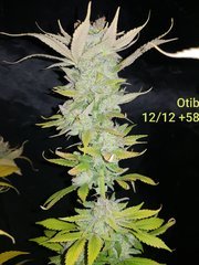 Old Time Indiana Bubblegum B