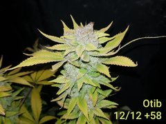 Old Timer Indiana Bubblegum C