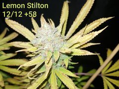 Lemon Stilton #4 C