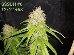 SSSDH #6 C