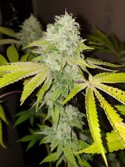 Weeding cake x Watermelon Zkittles