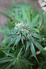 Sweet zkittles +22 flo