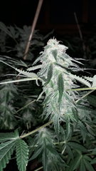 Sweet zkittles +25 flo