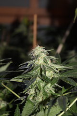 Sweet  zkittles+23 flo