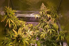 Jack Herer 1.JPG