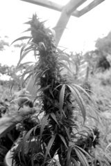 landrace meao thaï