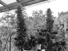 Meao thaï landrace